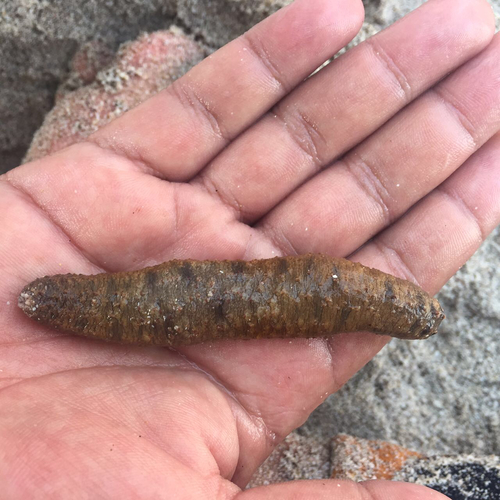 Holothuria zihuatanensis