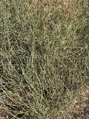 Ephedra californica