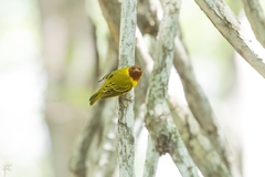 Setophaga petechia xanthotera