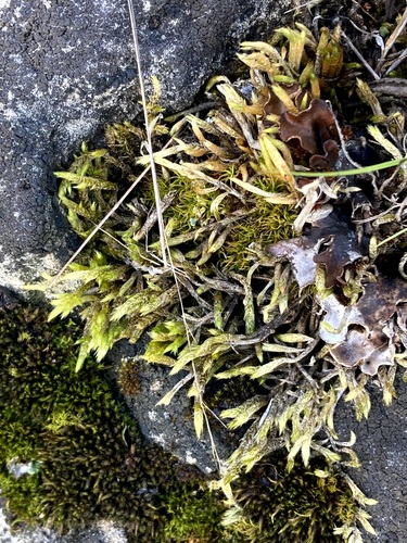 Brachythecium turgidum, 2025-08-29