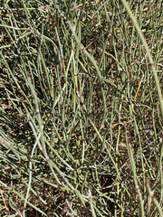 Ephedra californica