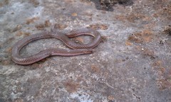Carphophis amoenus amoenus