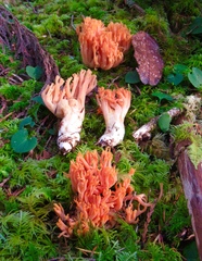 Ramaria cyaneigranosa