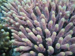 Acropora millepora