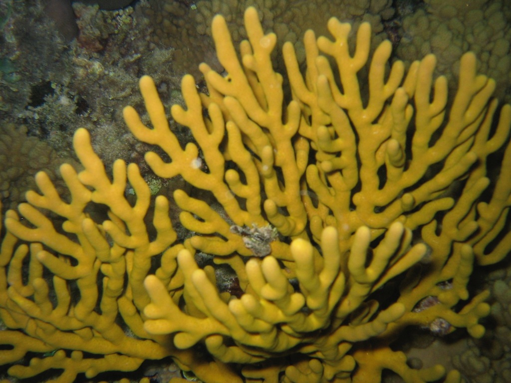 Golden sea fan