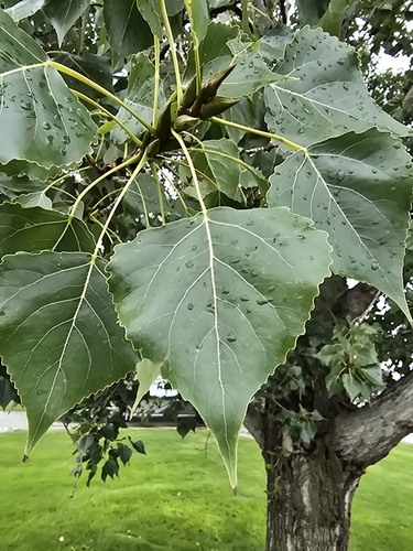 Eastern Cottonwood