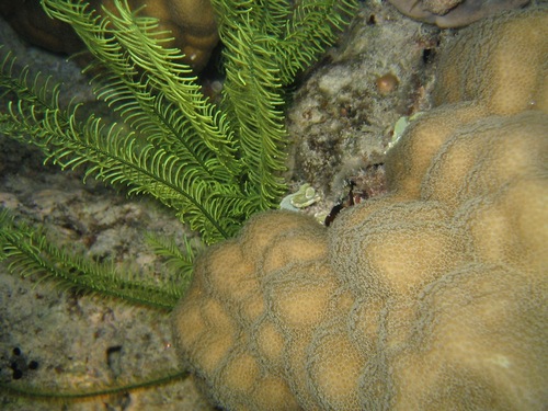 Comatulidae