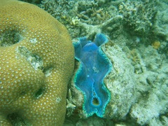 Tridacna derasa