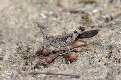 Austroicetes