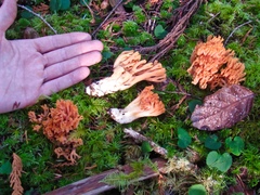 Ramaria cyaneigranosa