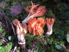 Ramaria cyaneigranosa
