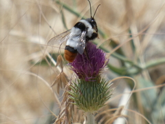 Bombus niveatus