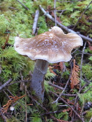 Cortinarius seidliae