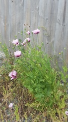 Papaver somniferum setigerum