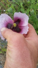 Papaver somniferum setigerum