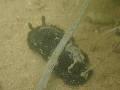 Dendrodoris temarana