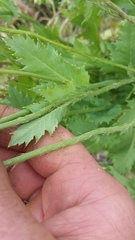 Papaver somniferum setigerum
