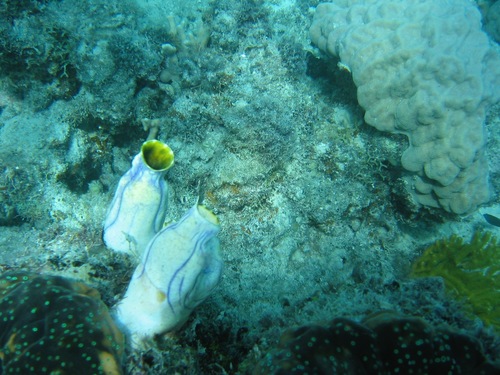 Polycarpa aurata