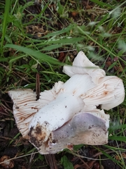 Russula grisea