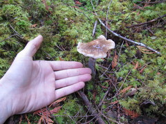 Cortinarius seidliae