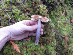 Cortinarius seidliae