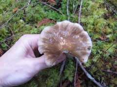 Cortinarius seidliae