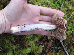Cortinarius seidliae