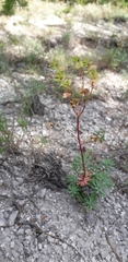 Euphorbia petrophila