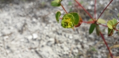 Euphorbia petrophila