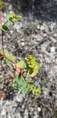 Euphorbia petrophila