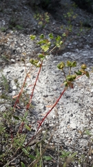 Euphorbia petrophila