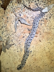 Sistrurus miliarius streckeri