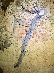 Sistrurus miliarius streckeri