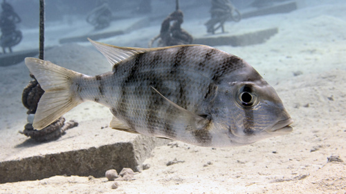 Gymnocranius grandoculis observed 2025-08-28
