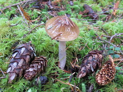 Cortinarius seidliae