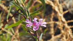 Lythrum californicum