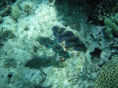 Tridacna crocea
