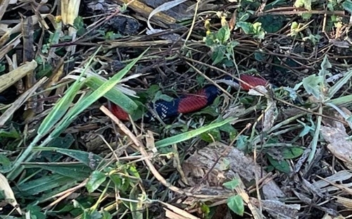 Guibe's Flame Snake