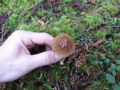 Cortinarius seidliae
