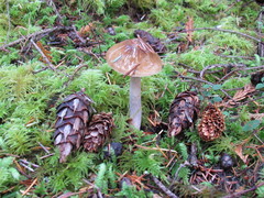 Cortinarius seidliae