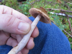 Cortinarius seidliae
