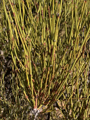 Ephedra californica