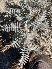 Astragalus aridus
