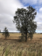 Allocasuarina luehmannii