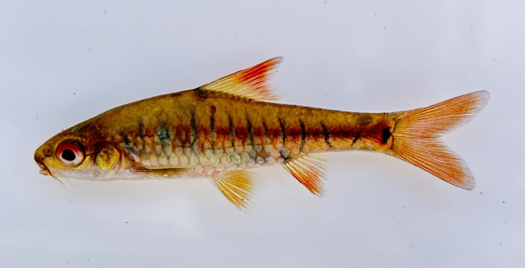 African banded barb (Enteromius fasciolatus) — Cyprinidae
