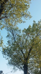 Platycercus eximius