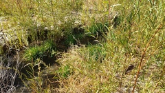 Lythrum californicum