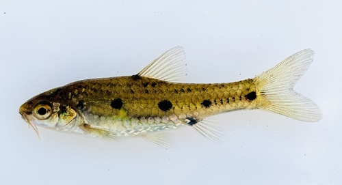 Sidespot barb (Enteromius neefi) — Cyprinidae — 4