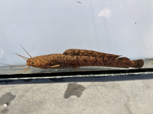 Blotched catfish (Clarias stappersii) — Clariidae