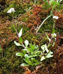 Arabis soyeri